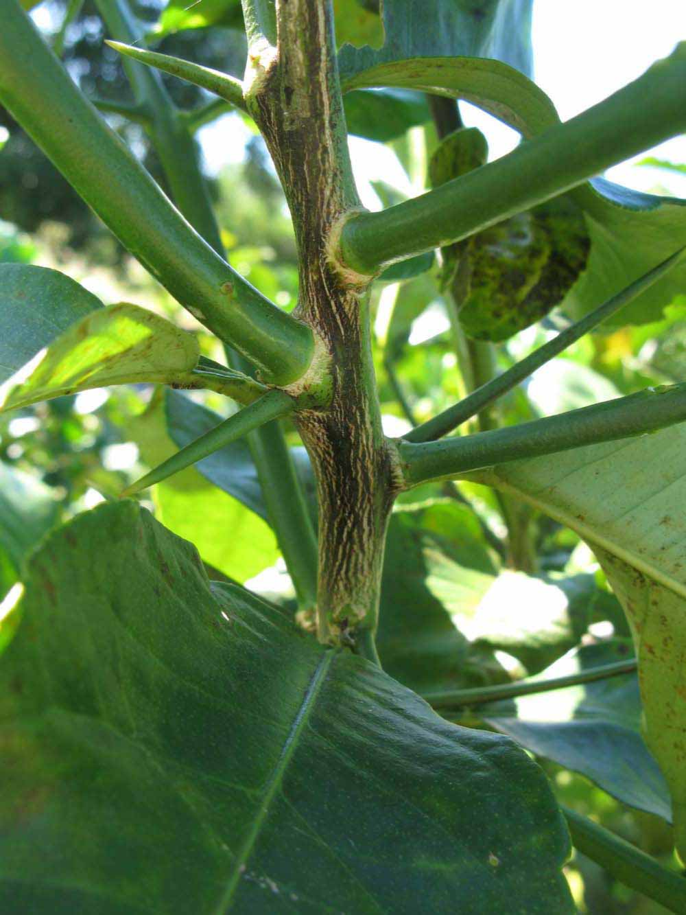              Second - third year twig (Winter Haven, FL)       